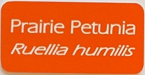 Engraved Label 1-3/4"x3-1/2" 